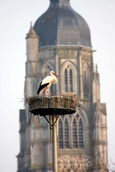 basilique et cicogne